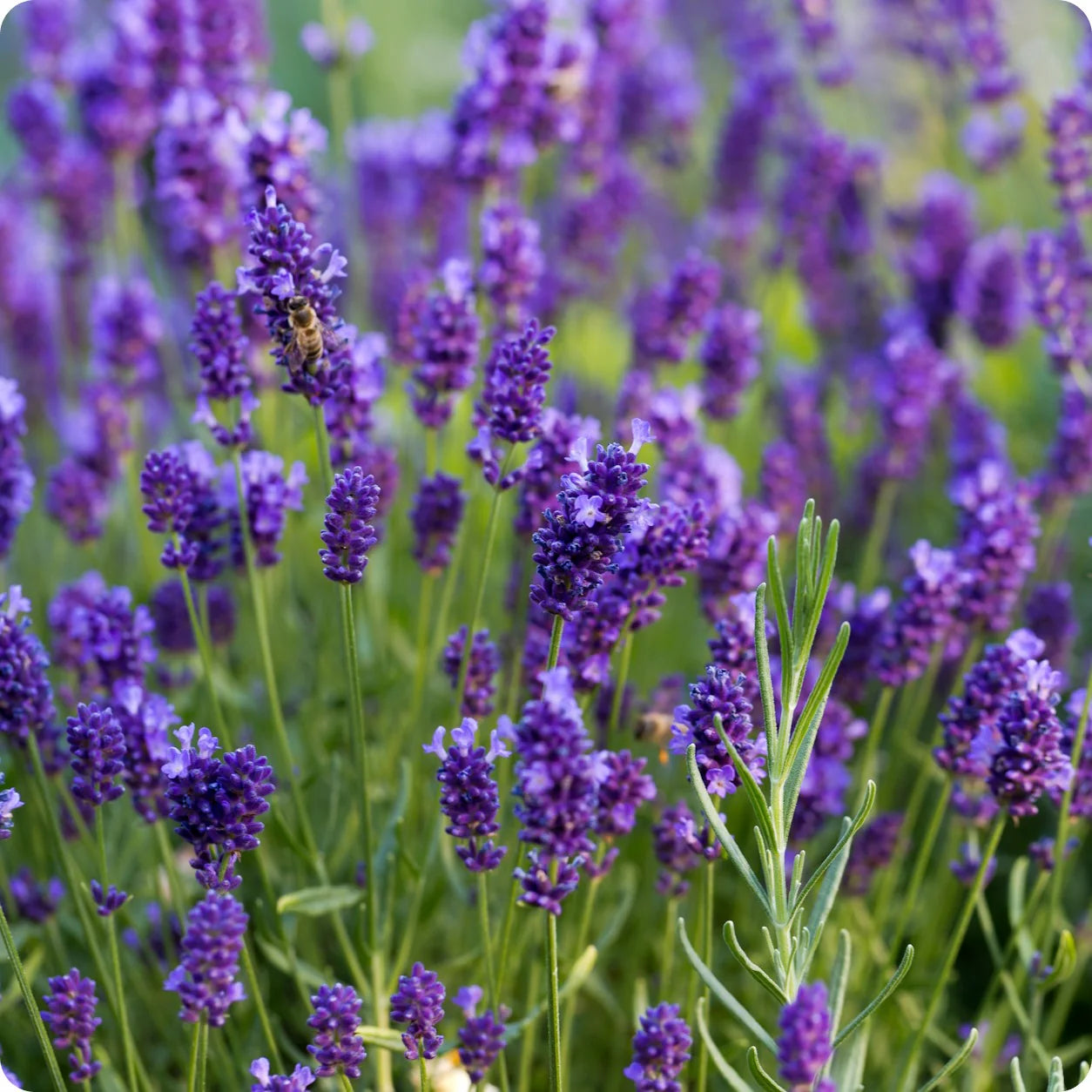 Lavender Seeds