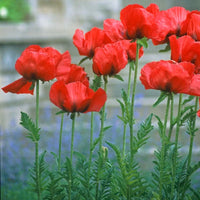 Beauty of Livermere Oriental Poppy