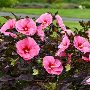 Edge of Night Hibiscus