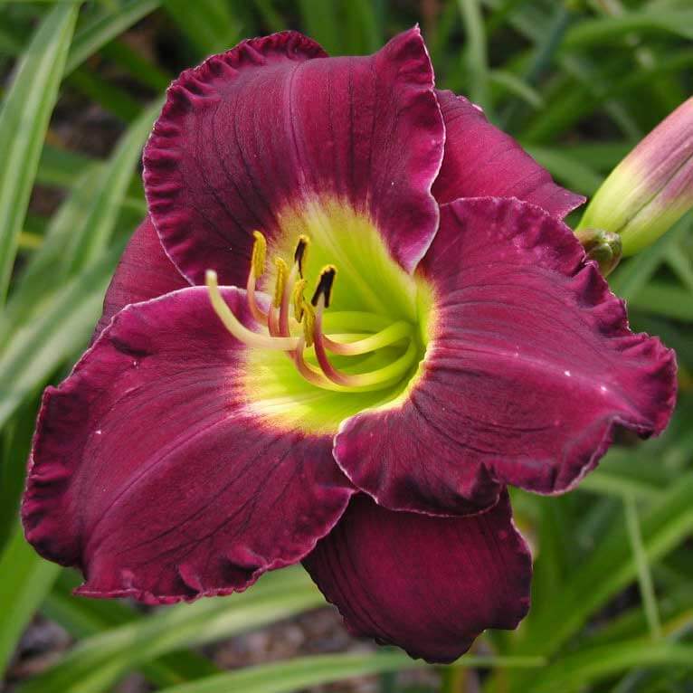 Bela Lugosi Reblooming Daylily