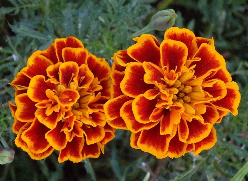 Marigold Jafri Desi Flower Seeds