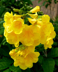 Tecoma Trumpet Flower Seeds