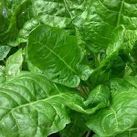 Spinach Pahari Vegetable Seeds