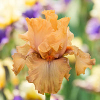 Rubenesque Bearded Iris