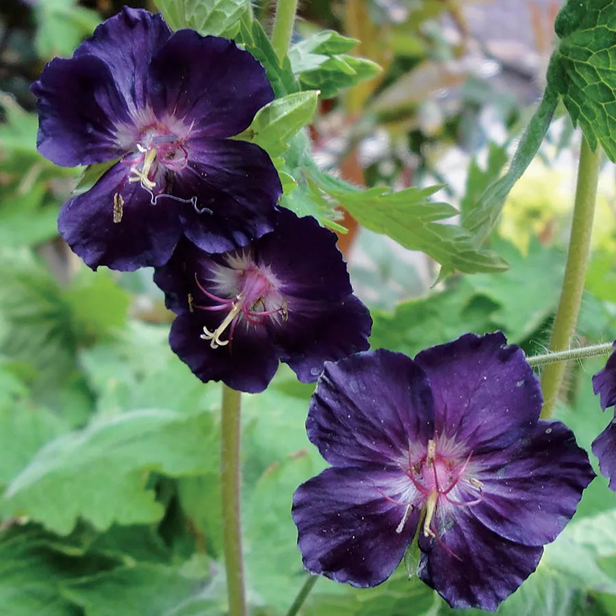 Raven Everblooming Hardy Geranium