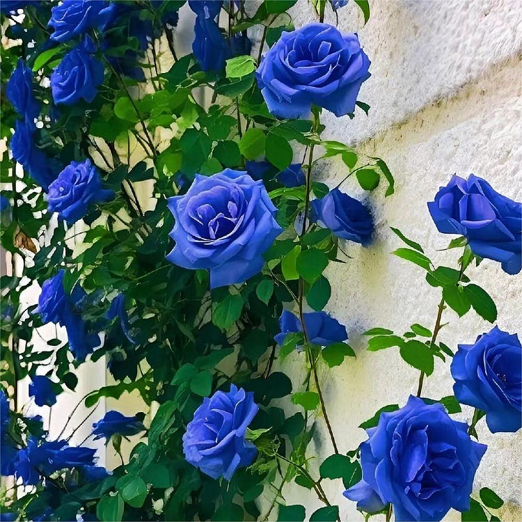 Blue Enchantress Rose Seeds