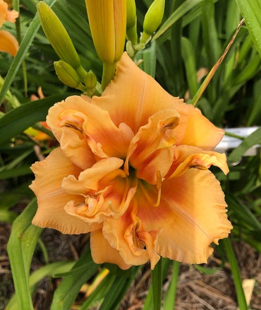 Double Orange Zephyr Daylily