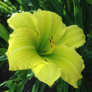 Green Flutter Reblooming Daylily