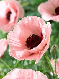 Aglaya Oriental Poppy