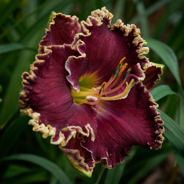 Black Dazzler Reblooming Daylily