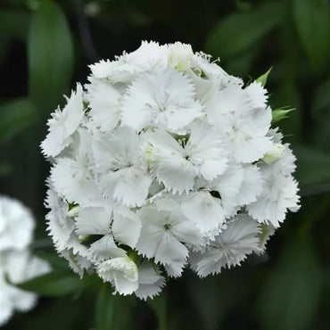 Sweet White – Dianthus Seed