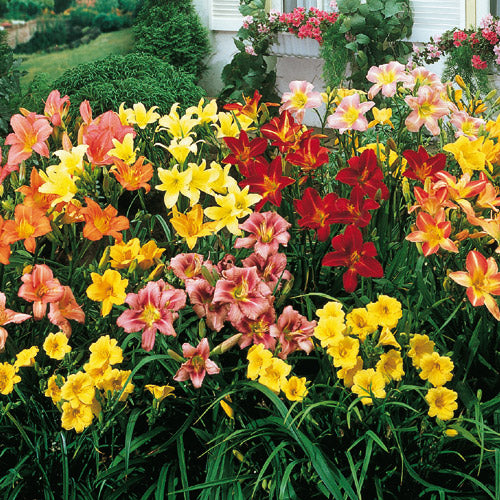 Dwarf Reblooming Daylily Mixture