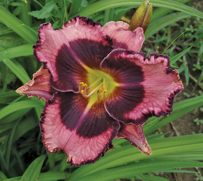 Storm Shelter Reblooming Daylily