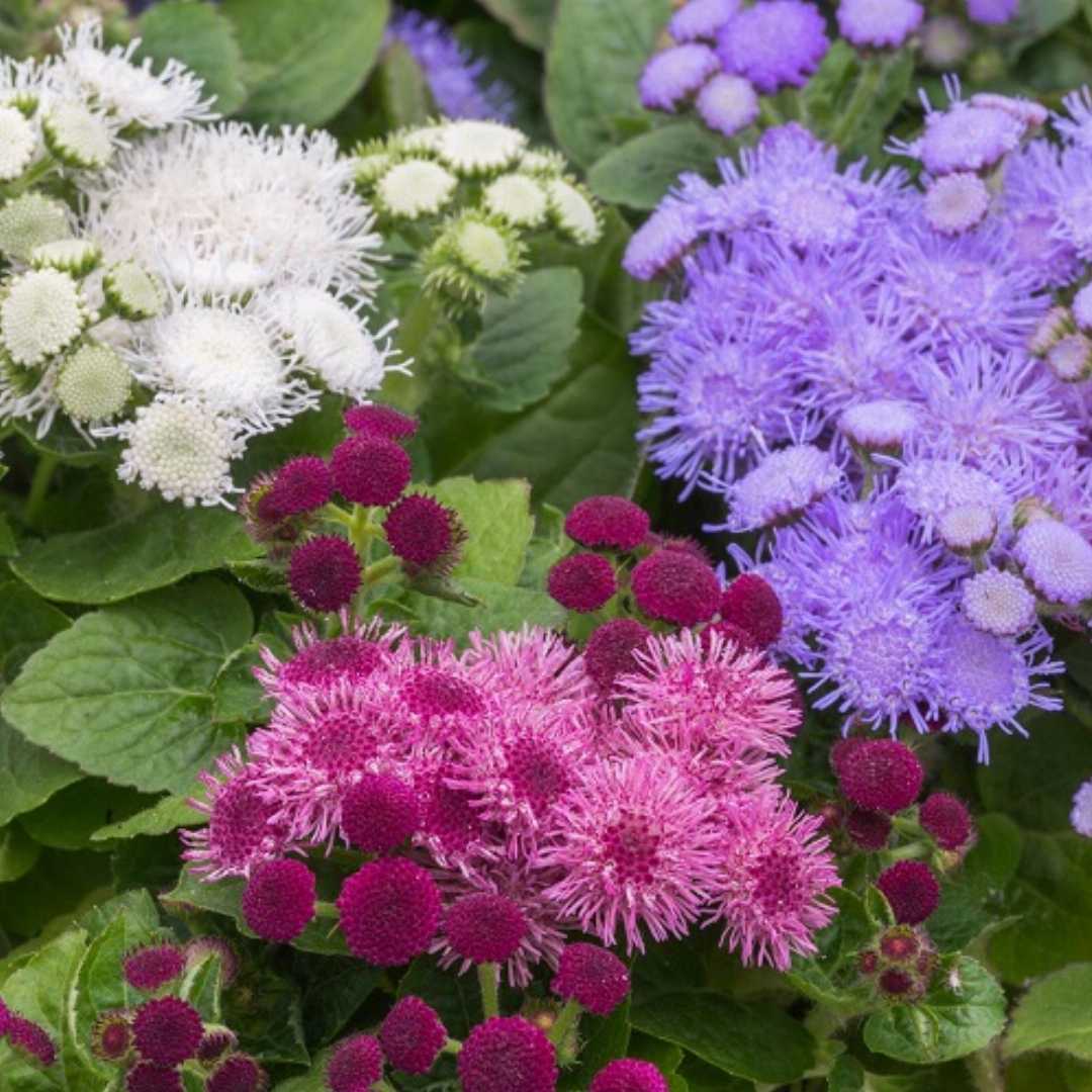 Ageratum Hawaii Mixed Color Seeds