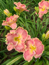 Blossom Hill Reblooming Daylily