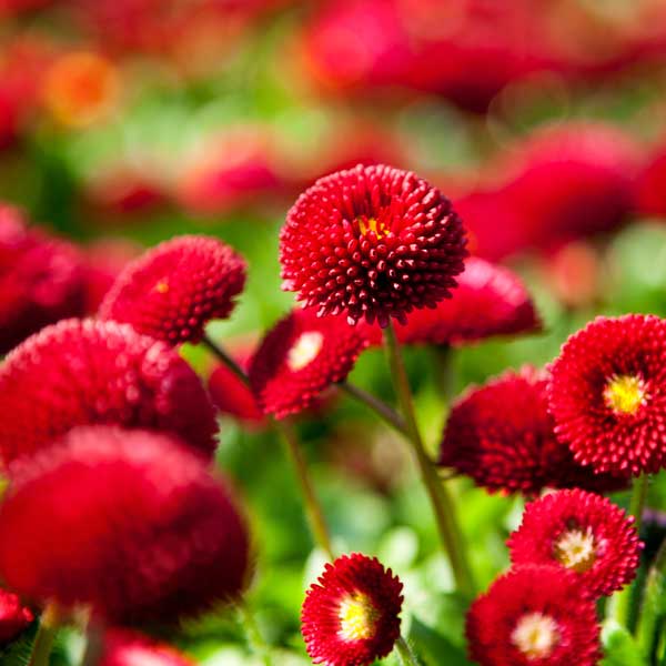 Bellis Perensis, Daisy Red Seeds