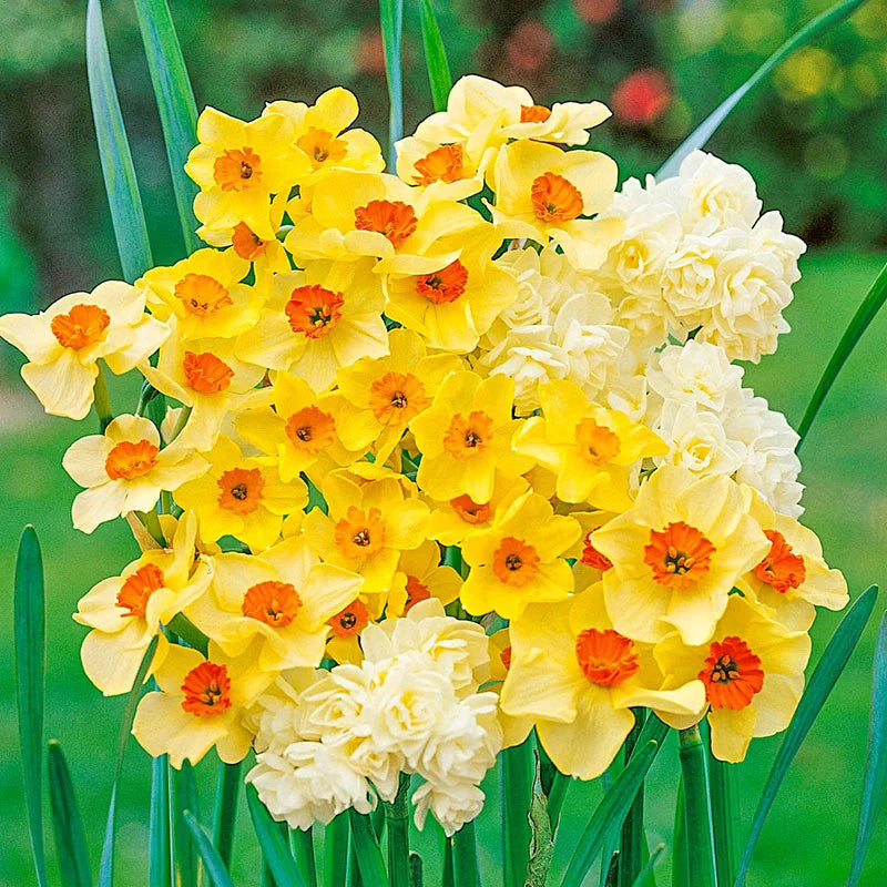 Ultra Fragrant Jonquils Mixture Seeds