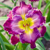 Constant Colour Reblooming Daylily Collection