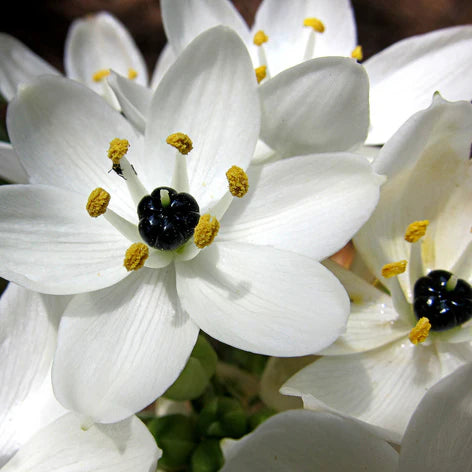 Black Pearl Lily