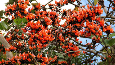 Butea Monosperma Seeds