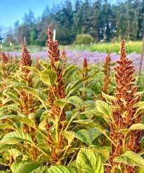 Hot Biscuits – Amaranthus Seed