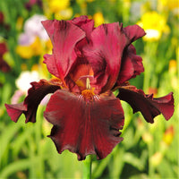 Bernice's Legacy Reblooming Bearded Iris