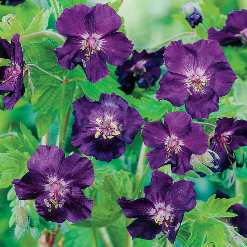 Everblooming Hardy Geranium Collection