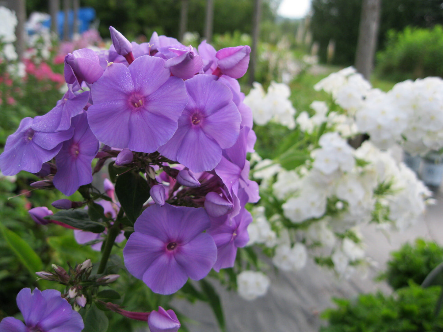 Amethyst Tall Phlox