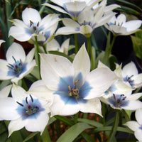 Wild Blue Heart Tulip Seeds