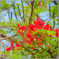 Delonix Regia Gulmohar Seeds