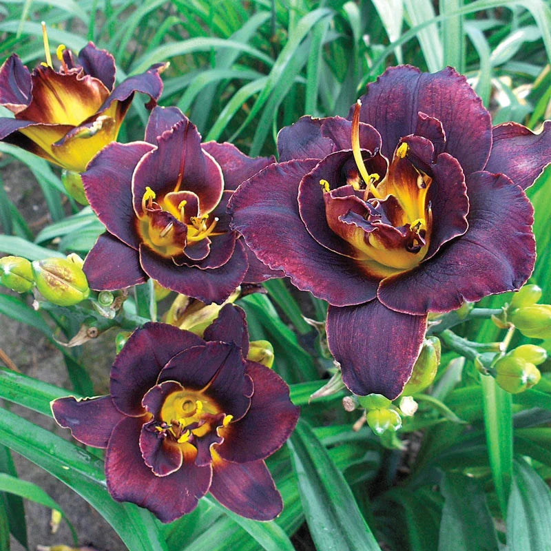 Voodoo Dancer Reblooming Daylily