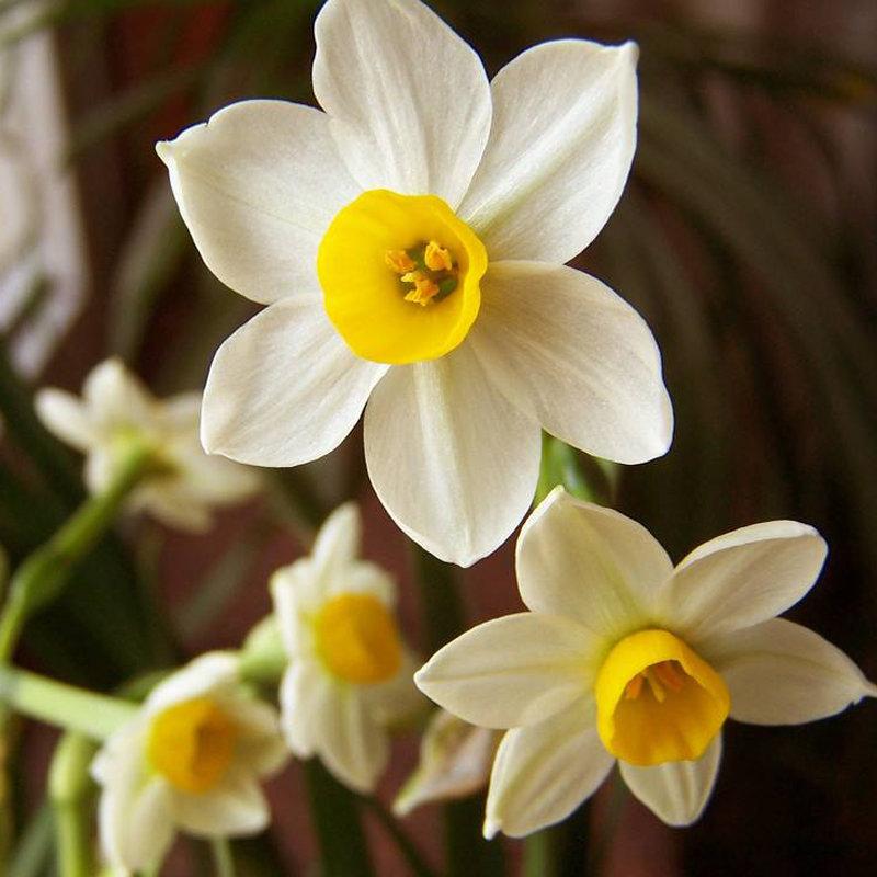 Flower Daffodil Seeds Bonsai Flower Seeds Aquatic Plants Seeds