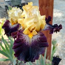 Bearded Iris- Reckless Abandon