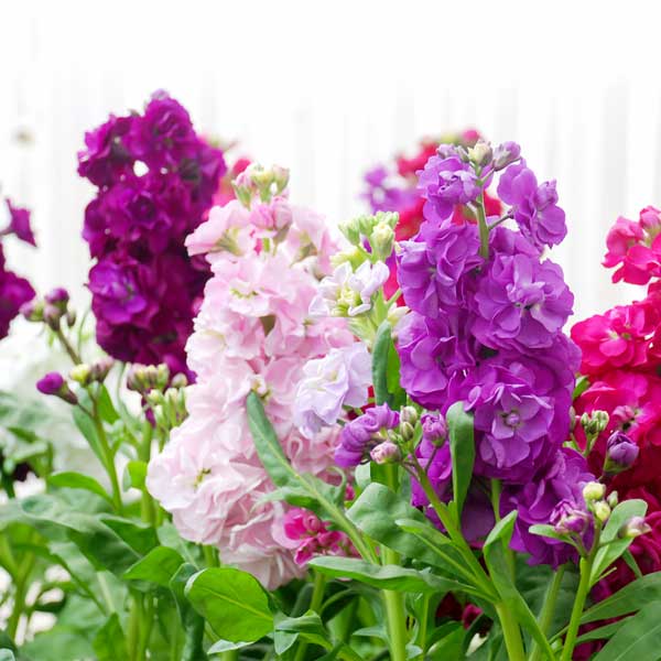 Stock, Matthiola incana Double Mixed Color Seeds