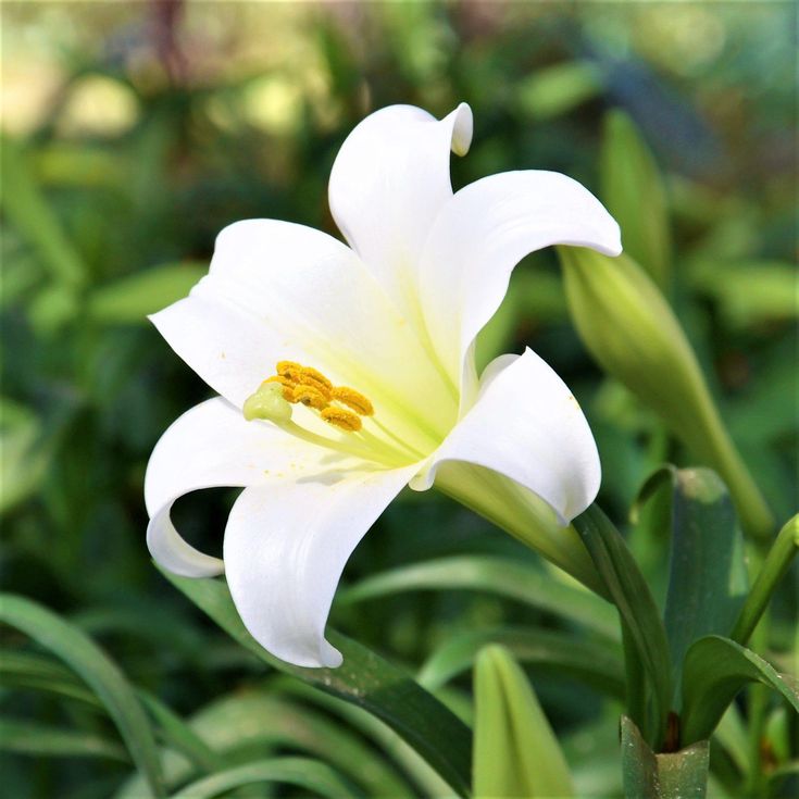 Belladonna Lily- White