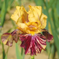 Ziggy Reblooming Bearded Iris