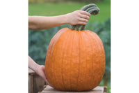 Wolf – Treated Pumpkin Seed