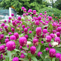 Celosia Chief Dark Rose Organic