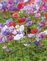 Anemone- De Caen Mixed