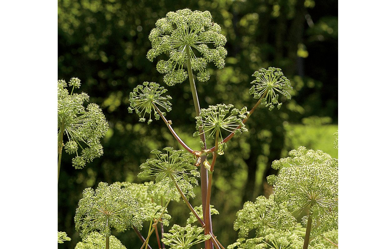 Angelica – Organic Herb Seed