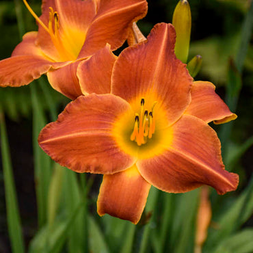 Bright Sunset Daylily