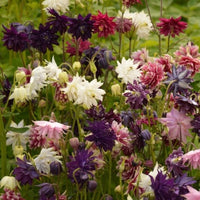 Barlow Columbine Mixture