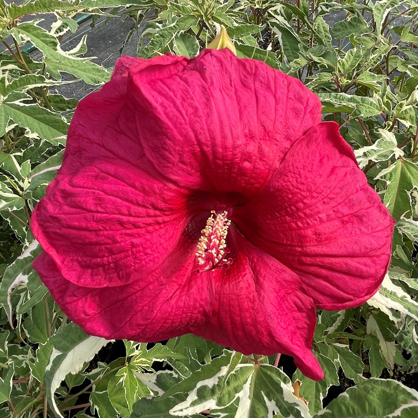 Summer Carnival Hibiscus