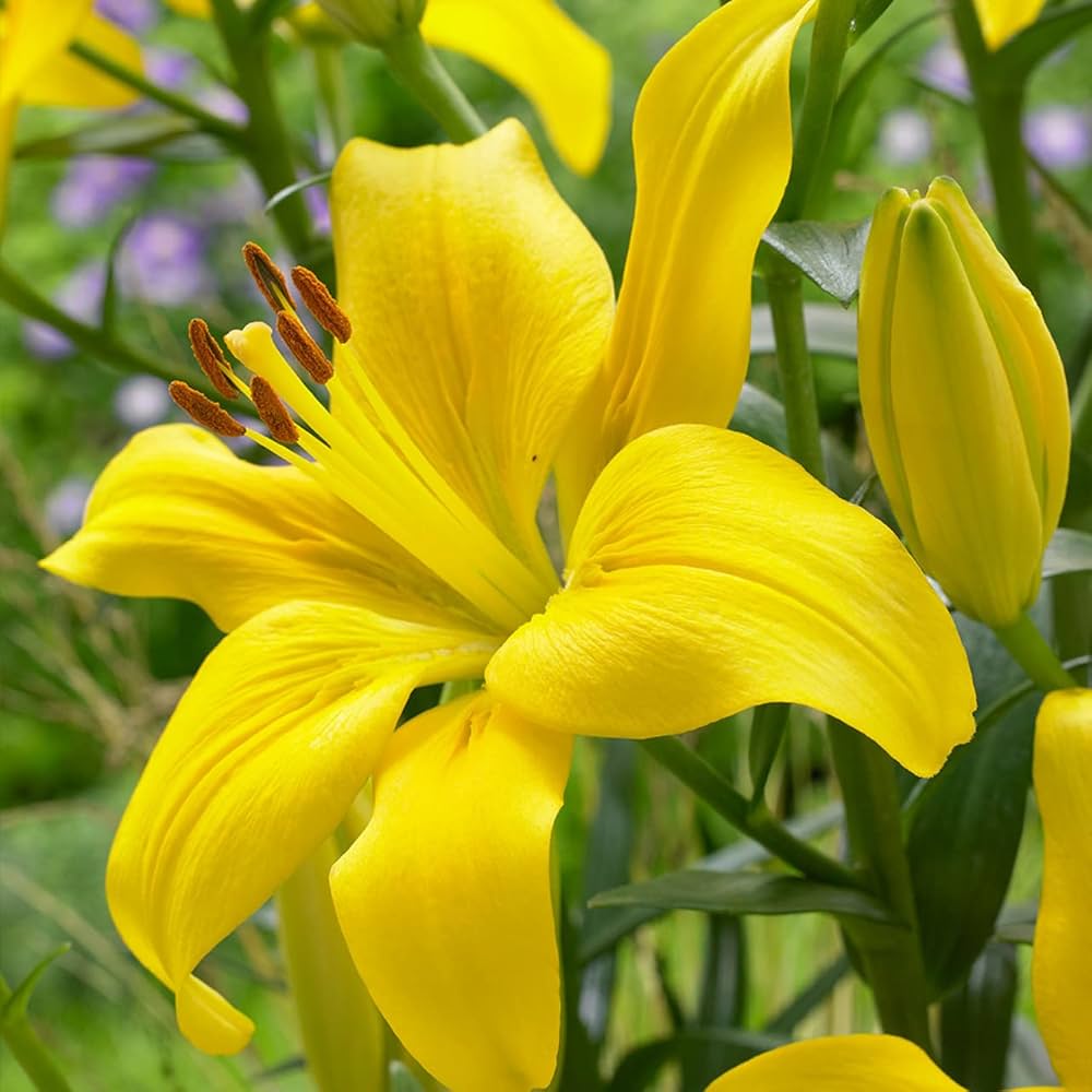 Yellow County Lily Seeds