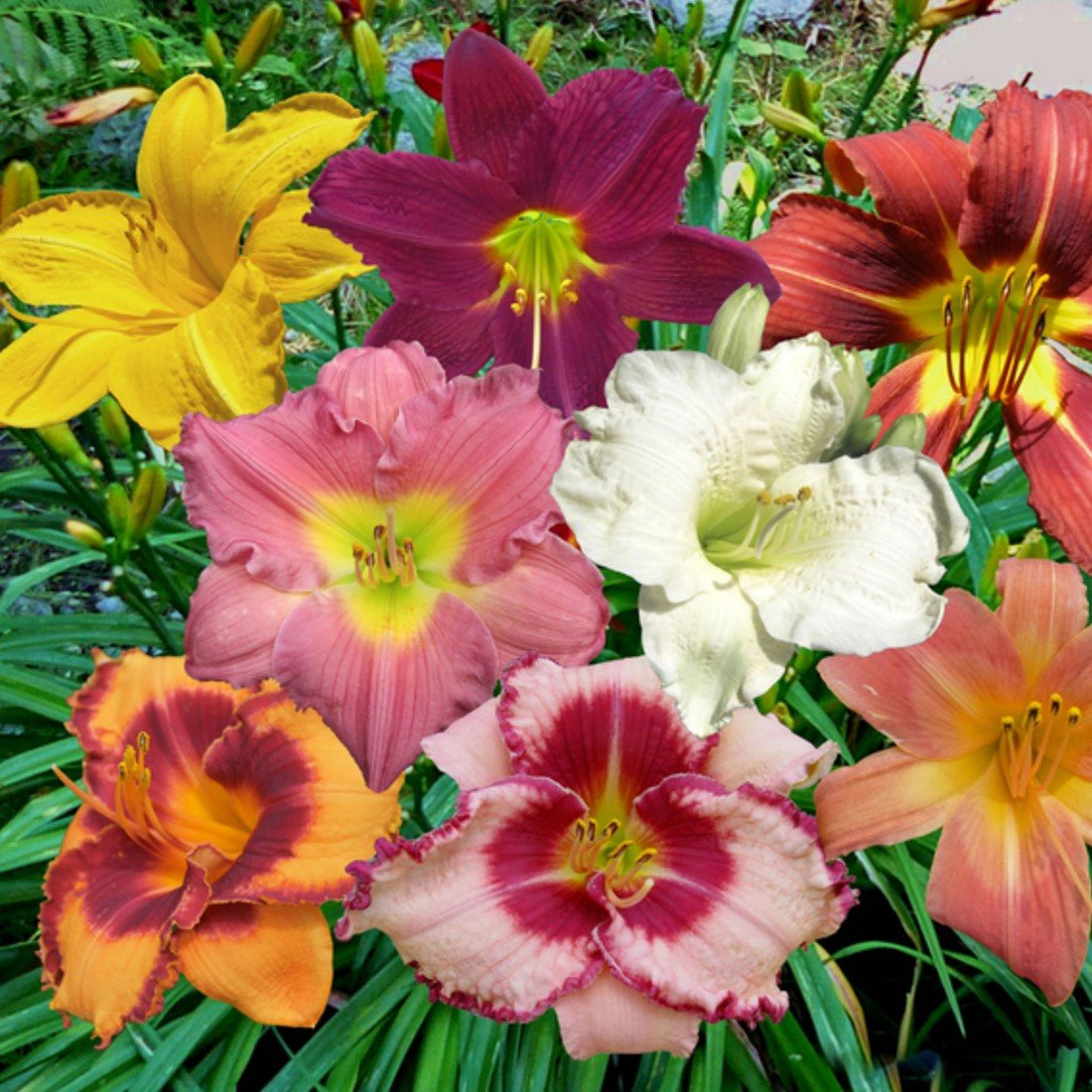 Daylily Lovers Blend