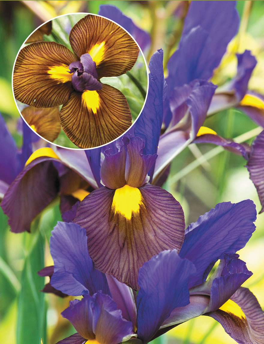 Tiger Dutch Iris Mixture Seeds