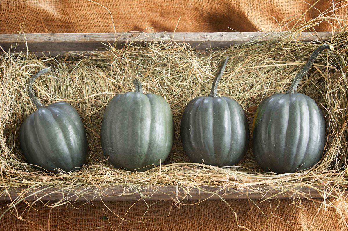 Taybelle PM – Acorn Squash Seed