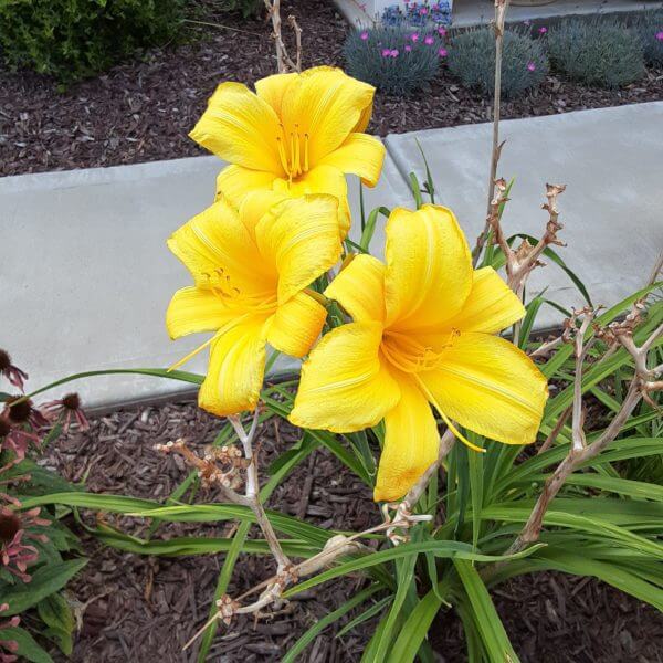 Buttered Popcorn Reblooming Daylily