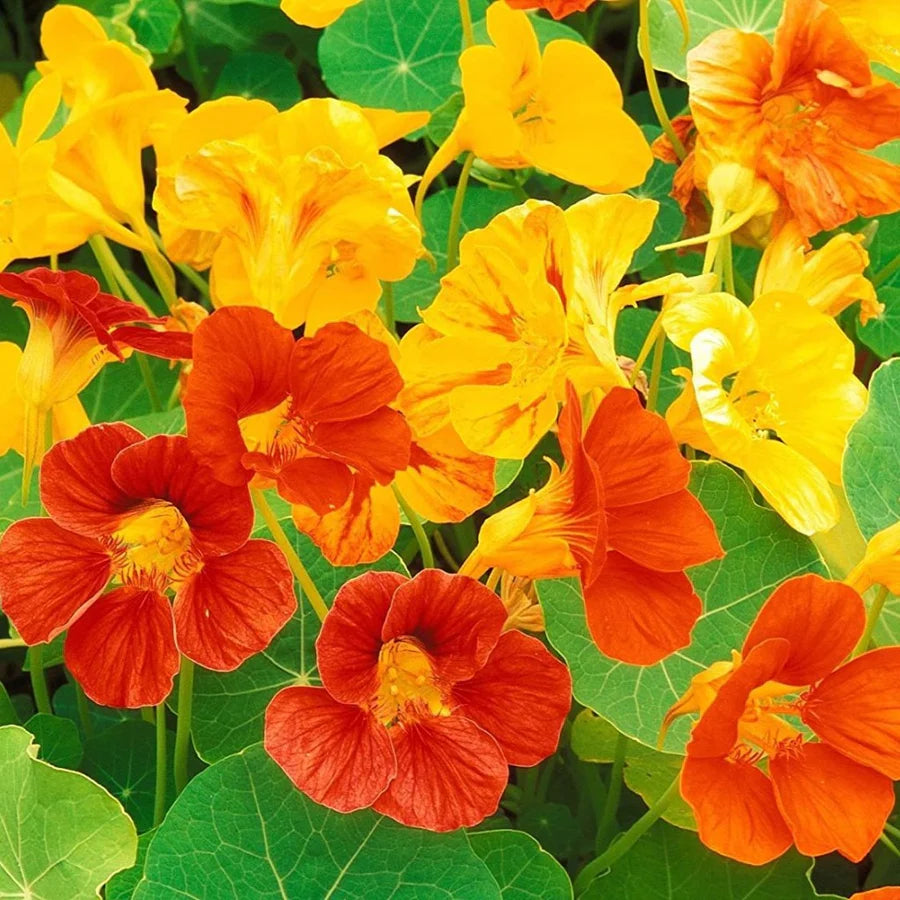 Nasturtium Variegated Flower Seeds