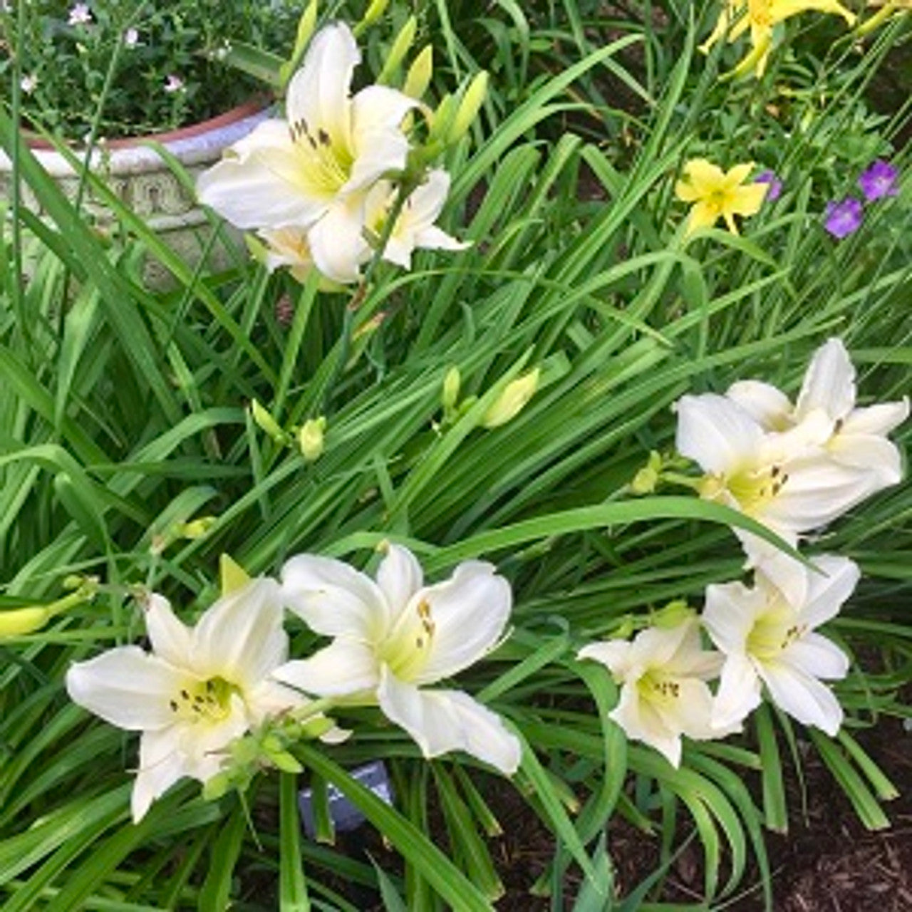 Cool It Reblooming Daylily